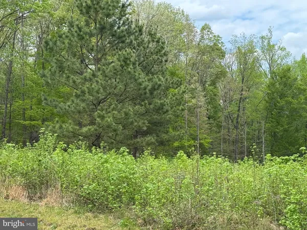 a view of a lush green forest