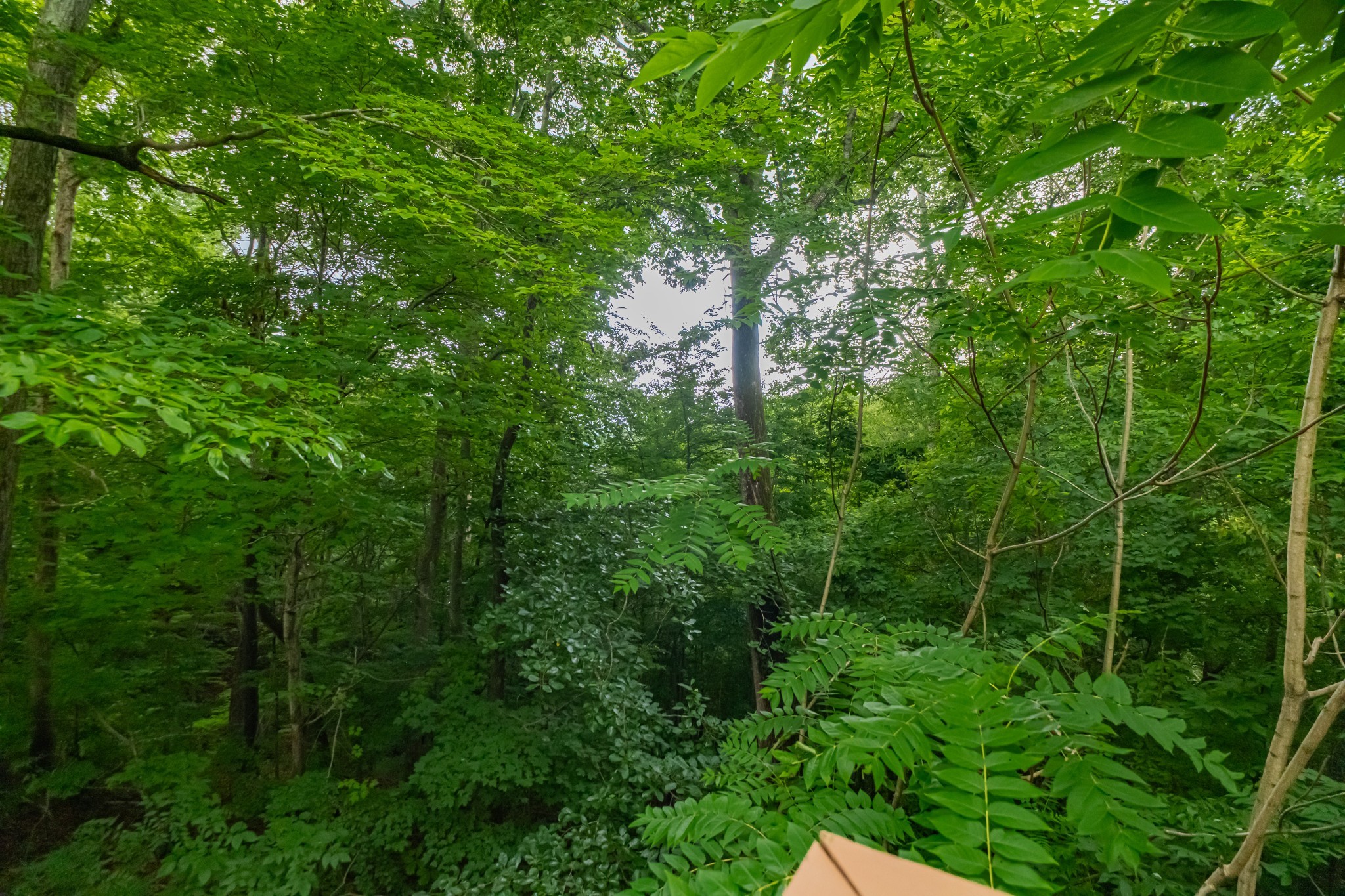 255 Flora Lane Manchester, TN 37355 - Photo 48 of 53 a view of a lush green forest with lots of trees