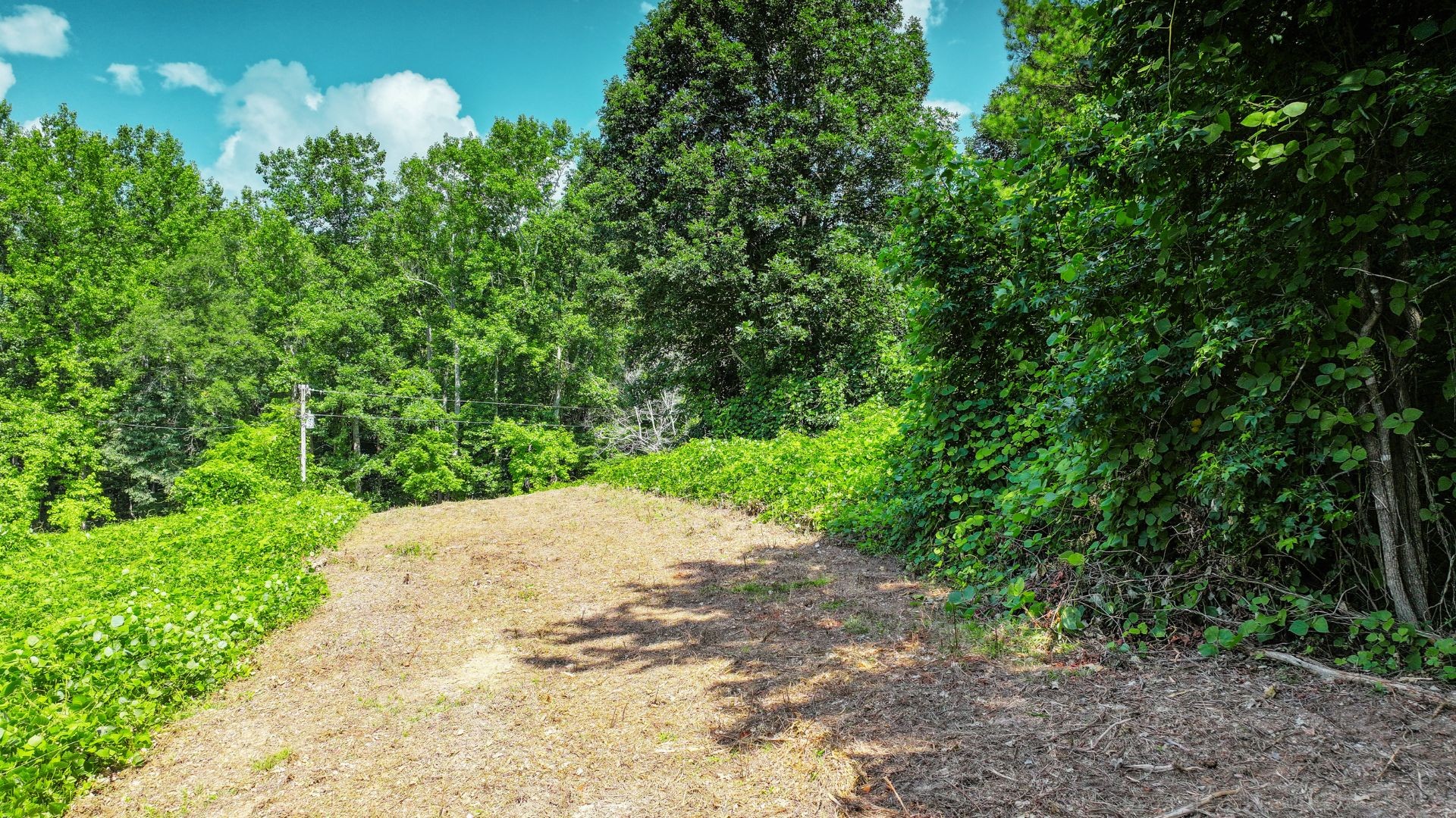 0 Davis Hollow Road Minor Hill, TN 38473 - Photo 14 of 23