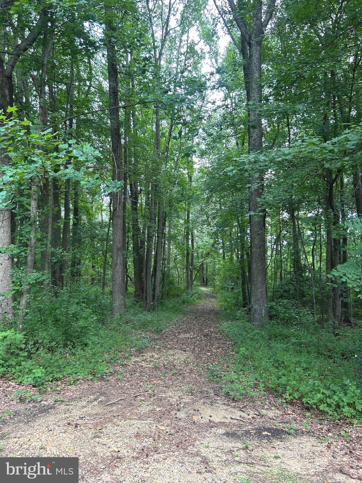 20275 Jackson Road Callaway, MD 20620 - Photo 2 of 7 a view of a forest with trees in the background