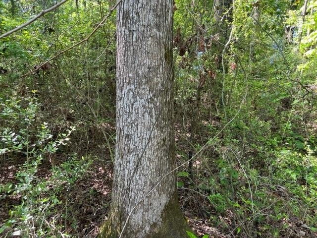 0 Old Boggy Road Opp, AL 36467 - Photo 8 of 24 Gallery Image 8