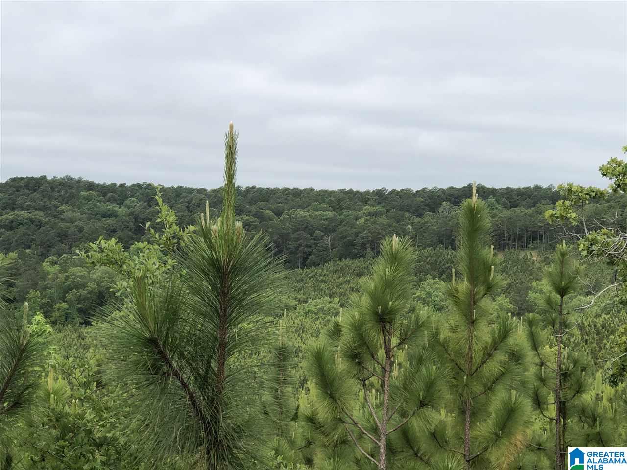 119-acres Double Branch Road, Unit 119 ACRES Marion, AL 36756 - Photo 5 of 26
