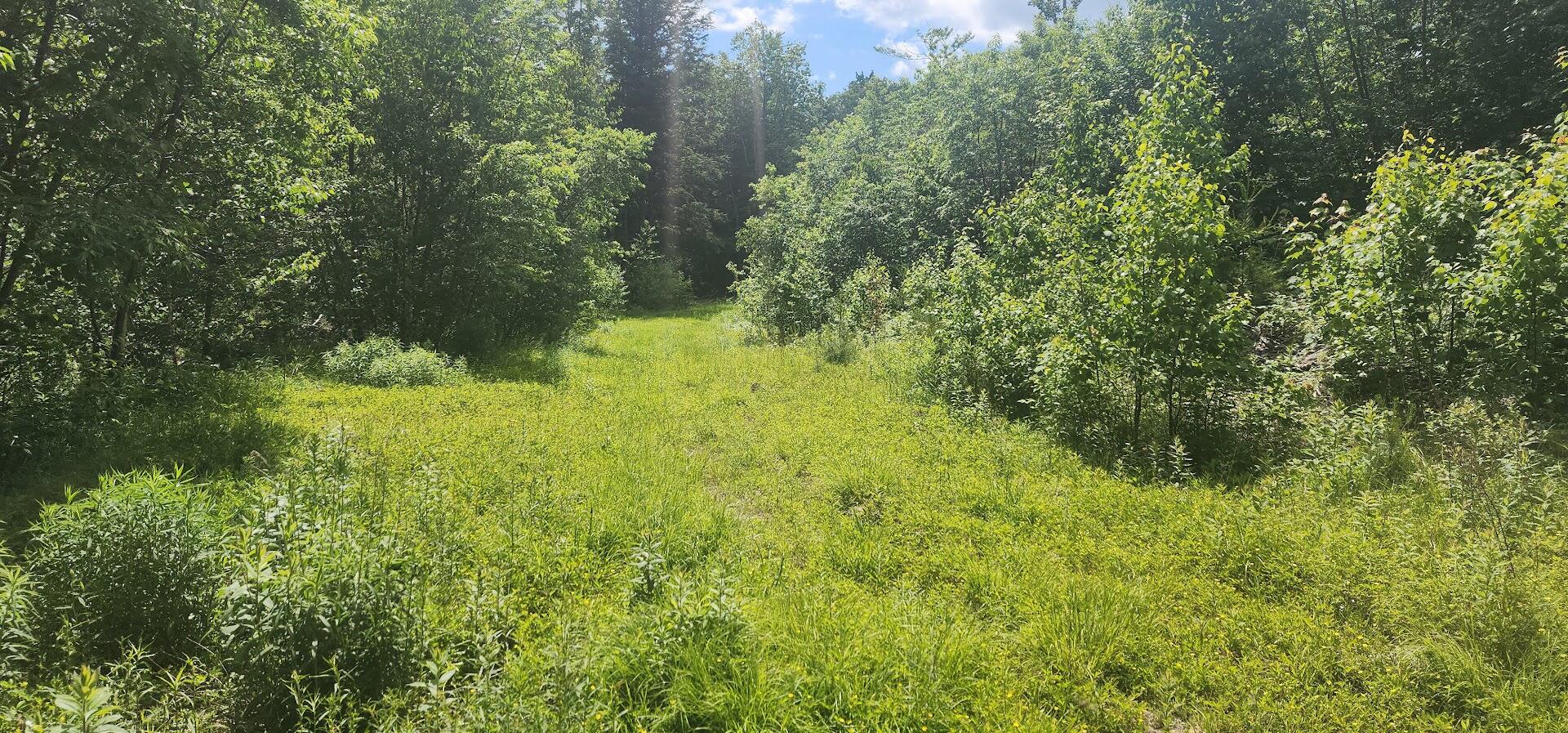 Off Springy Pond Road Eddington, ME 04428 - Photo 18 of 25 20240613_102607