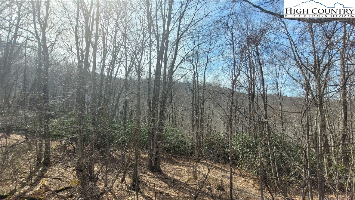 327 Locust Ridge Road Beech Mountain, NC 28604 - Photo 7 of 27 a view of a forest with trees in the background