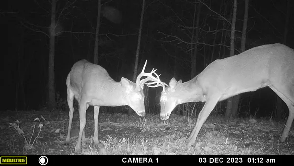 $625,000 | 1140 Bear Hollow Drive, Waverly, TN 37185