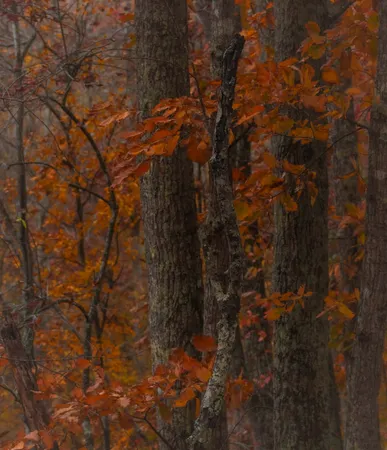 $625,000 | 1140 Bear Hollow Drive, Waverly, TN 37185