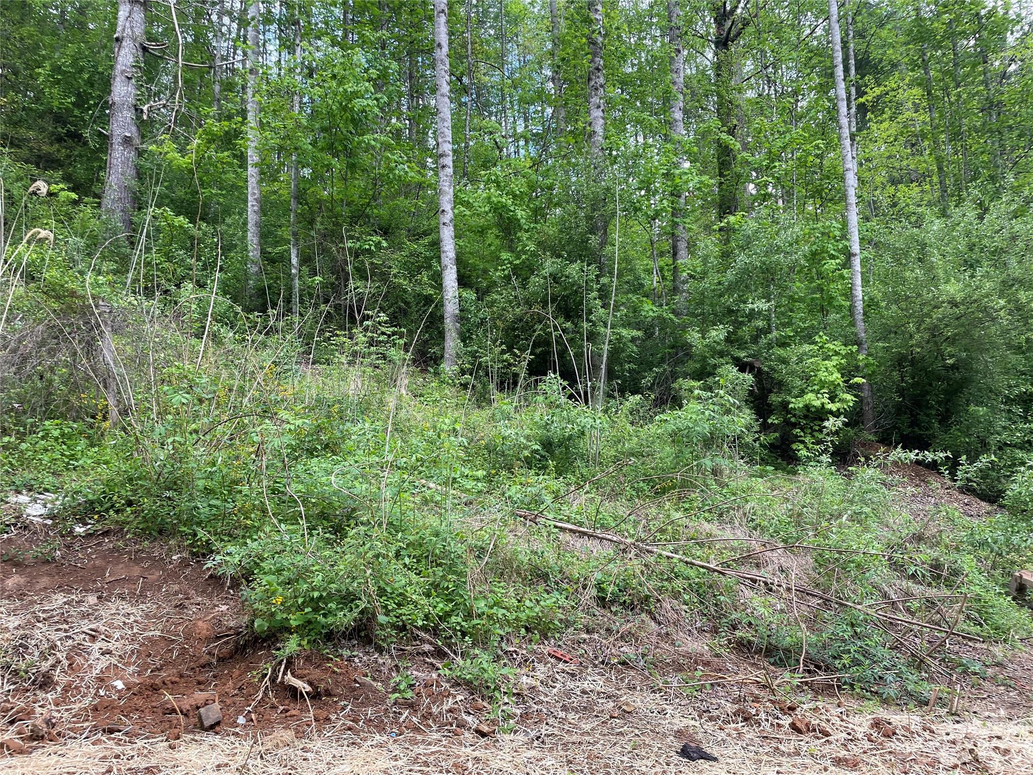 96 Sabbath Drive Old Fort, NC 28762 - Photo 13 of 25 a view of forest