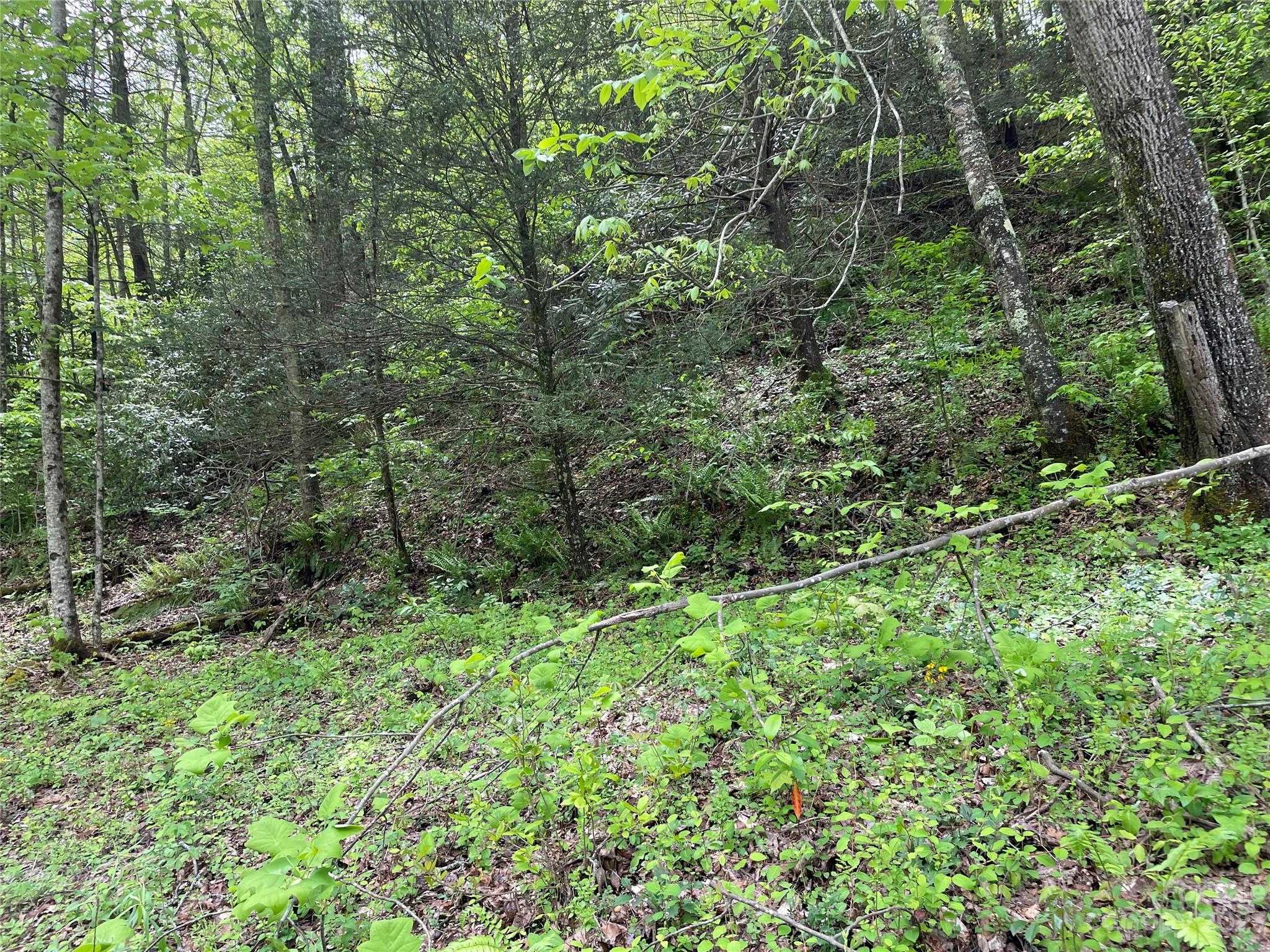 96 Sabbath Drive Old Fort, NC 28762 - Photo 24 of 25 a view of a lush green forest