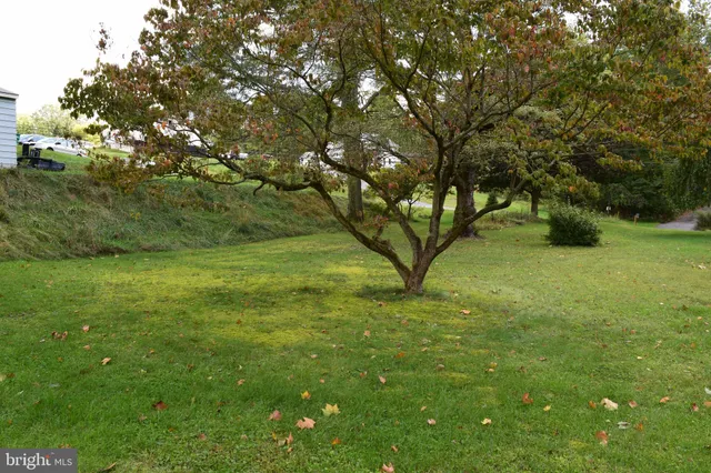 a view of a tree in a yard