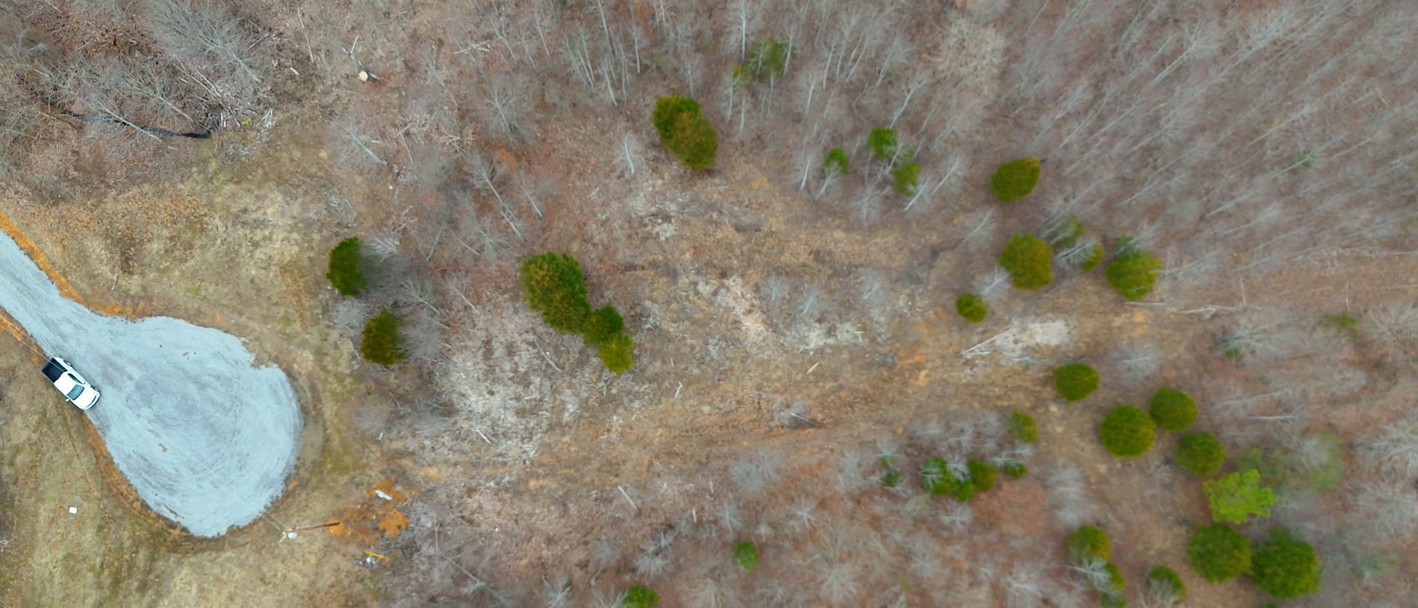 0 Horseshoe Hollow Road Dover, TN 37058 - Photo 14 of 24 a view of a plant
