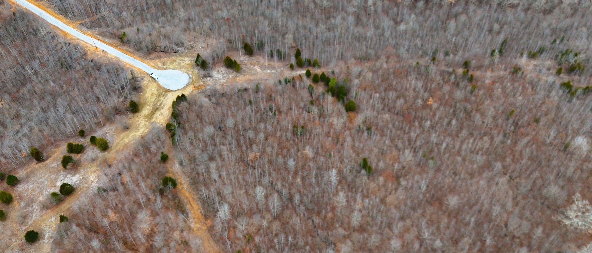 0 Horseshoe Hollow Road Dover, TN 37058 - Photo 16 of 24 a view of a plant in a garden