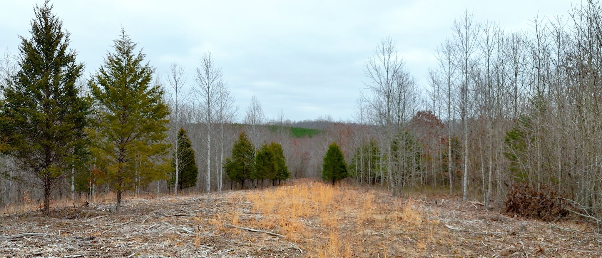 0 Horseshoe Hollow Road Dover, TN 37058 - Photo 19 of 24 a view of a yard with trees