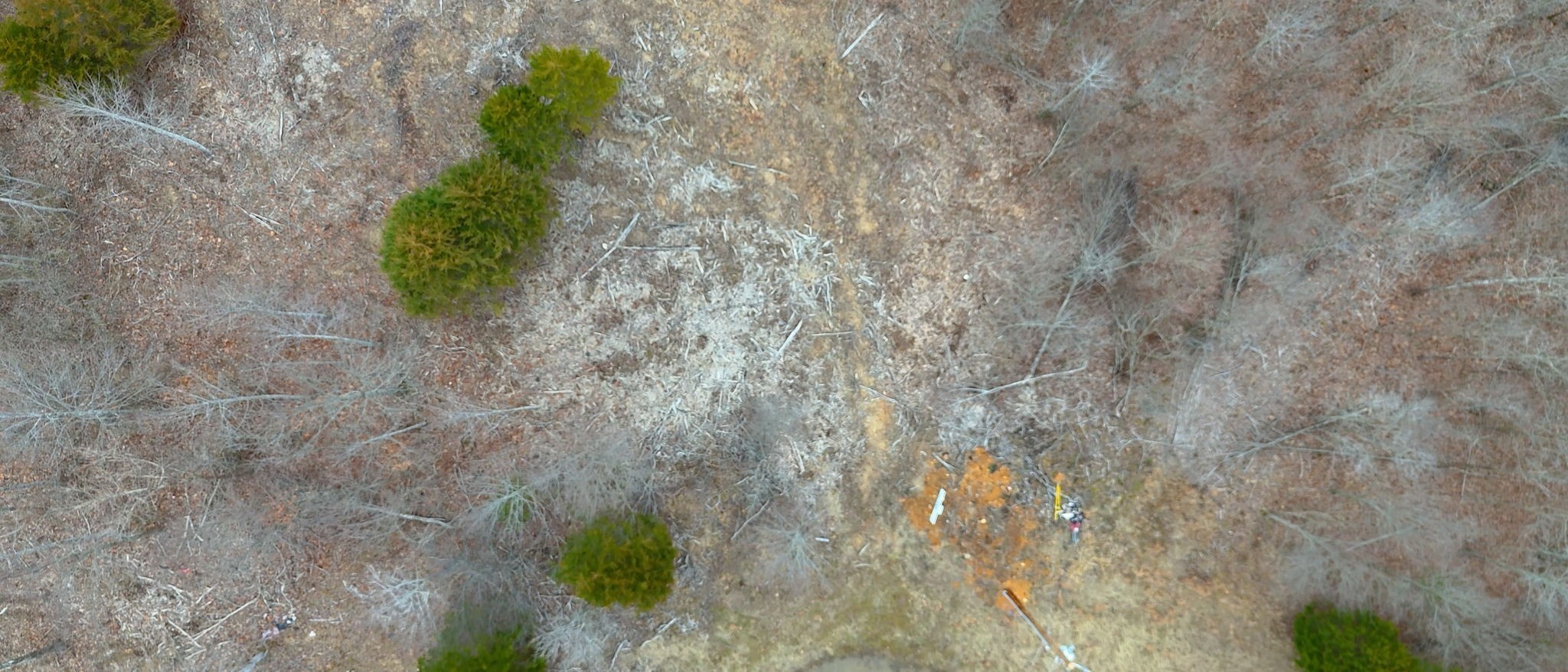 0 Horseshoe Hollow Road Dover, TN 37058 - Photo 20 of 24 a close up of a plant in a garden