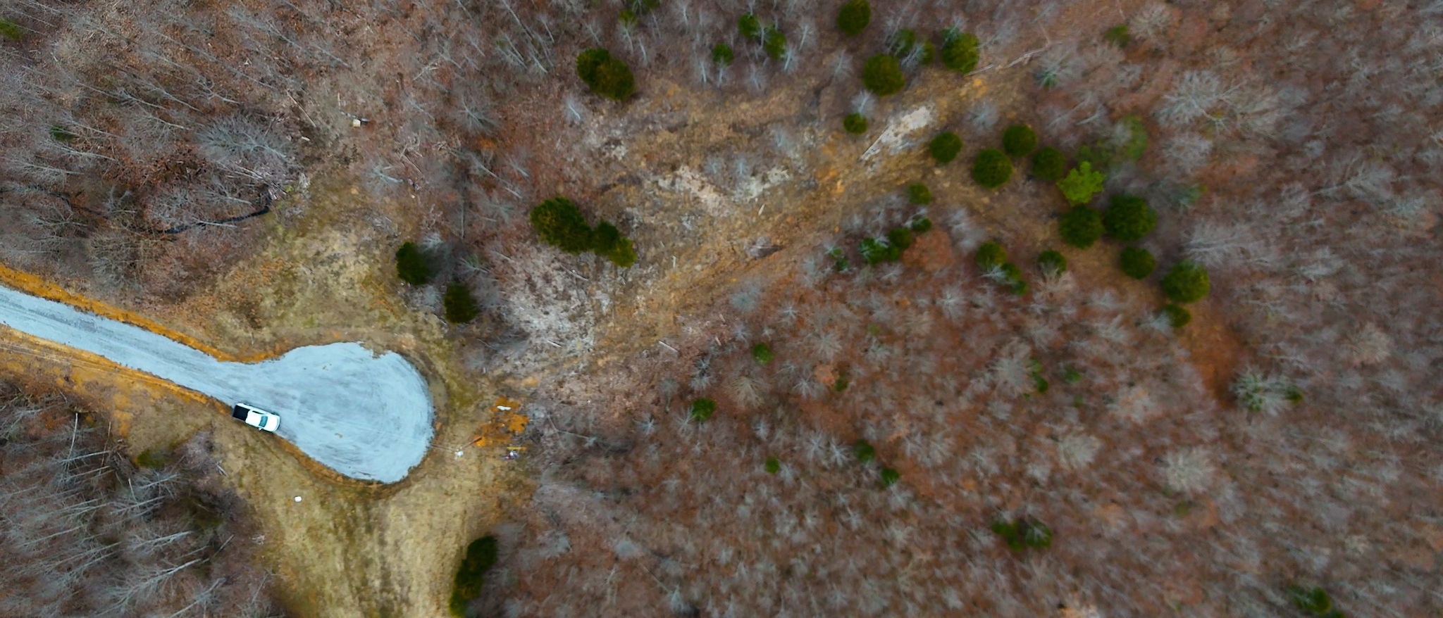 0 Horseshoe Hollow Road Dover, TN 37058 - Photo 22 of 24 a close up of a plant in a forest