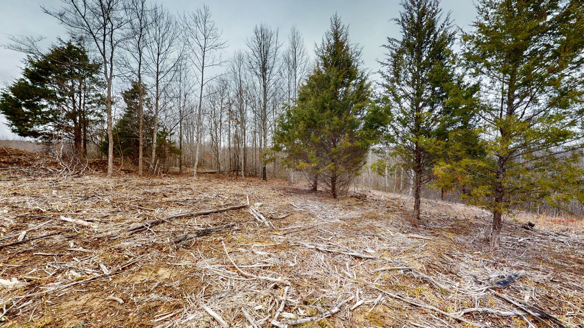 0 Horseshoe Hollow Road Dover, TN 37058 - Photo 7 of 24 a backyard of a house with large trees