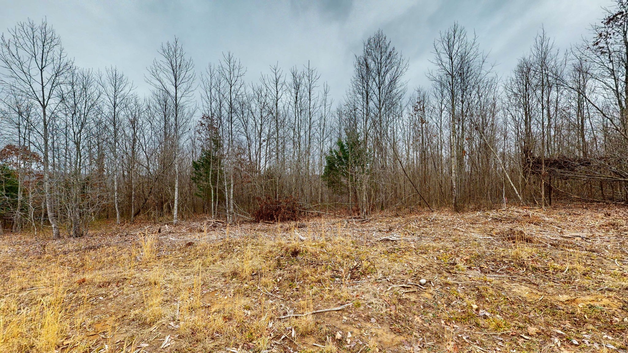 0 Horseshoe Hollow Road Dover, TN 37058 - Photo 8 of 24 a view of a yard with trees