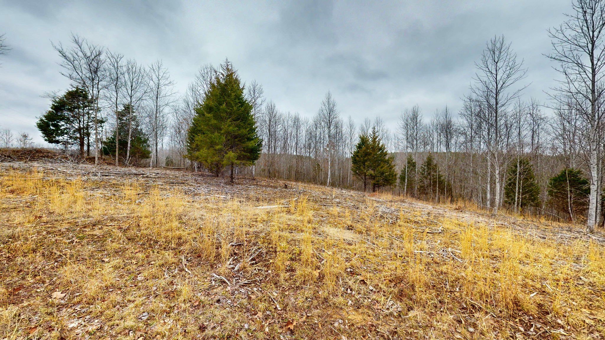 0 Horseshoe Hollow Road Dover, TN 37058 - Photo 10 of 24 a view of a yard with trees