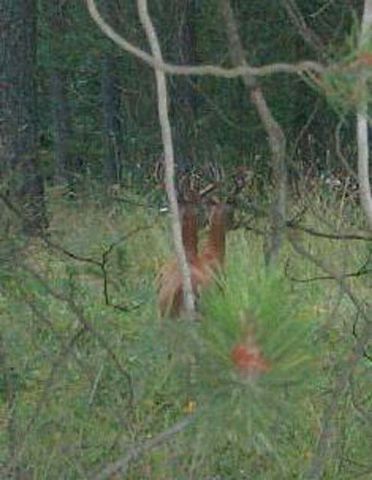 0 North Short Road Deer Park, WA 99006 - Photo 7 of 7
