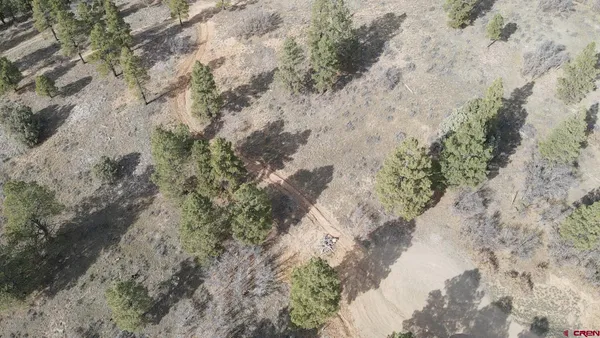 a view of a forest with large trees