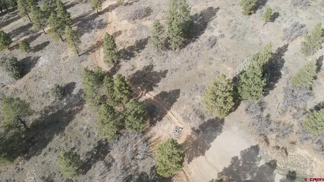 a view of a forest with large trees