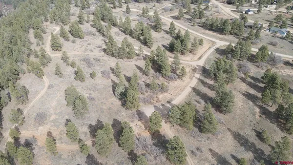 a view of a forest with trees