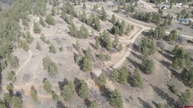 a view of a forest with trees