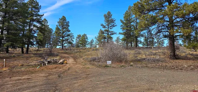 a view of a tree in the middle of a yard