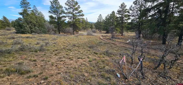 a view of dirt with trees