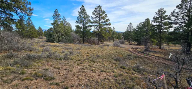 a big yard with lots of green space