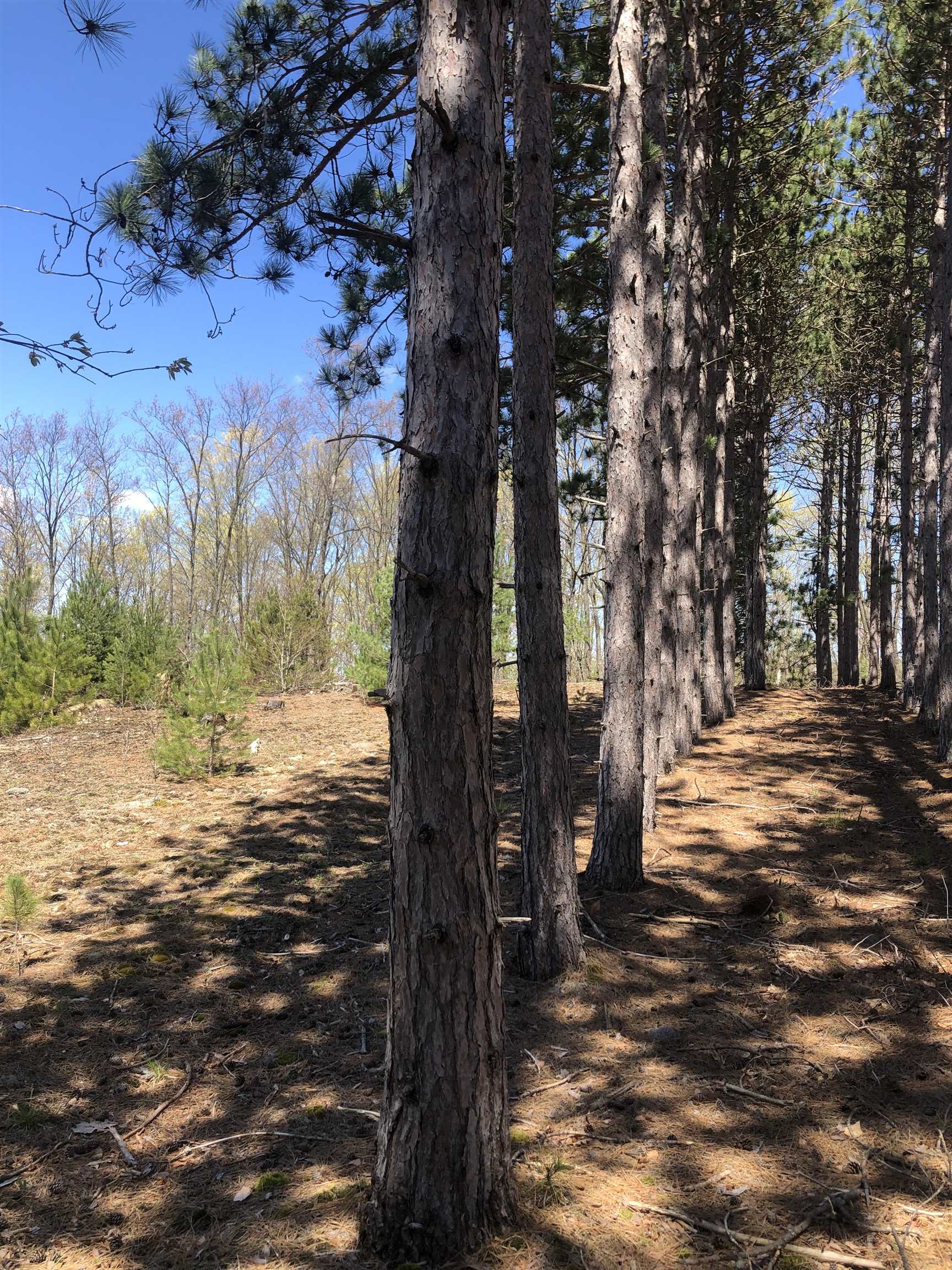 80-acres Yates Road Copemish, MI 49625 - Photo 20 of 34
