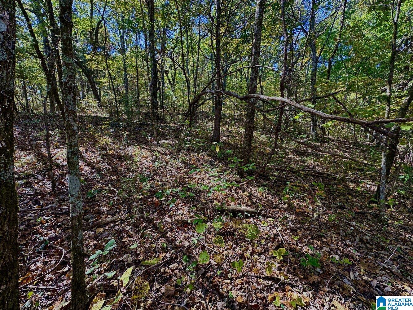 1 Kim Drive, Unit A Springville, AL 35146 - Photo 4 of 7