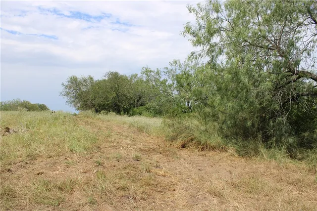 a view of a yard with a tree