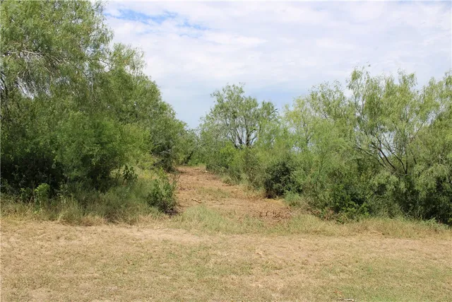 a view of a yard with plants and a tree
