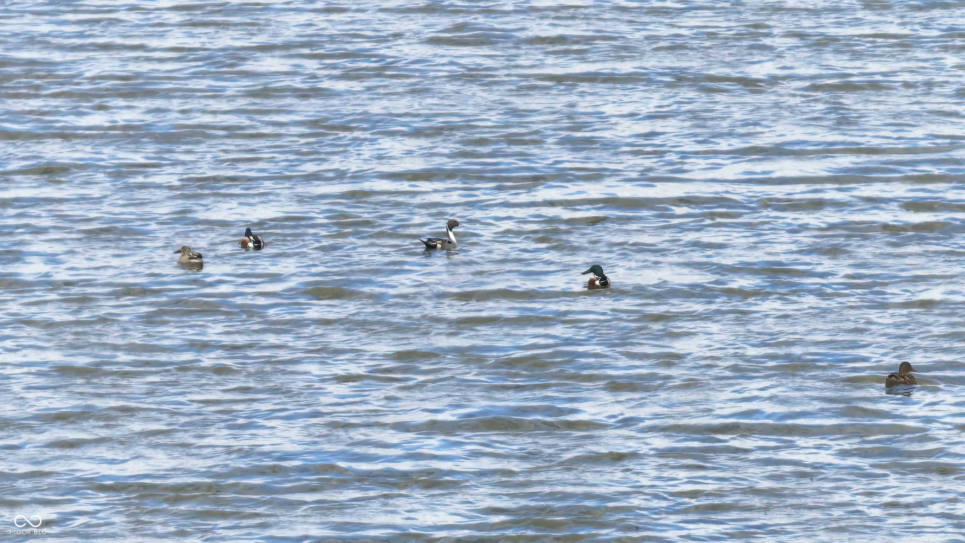 1000 West Lyons, IN 47443 - Photo 4 of 83