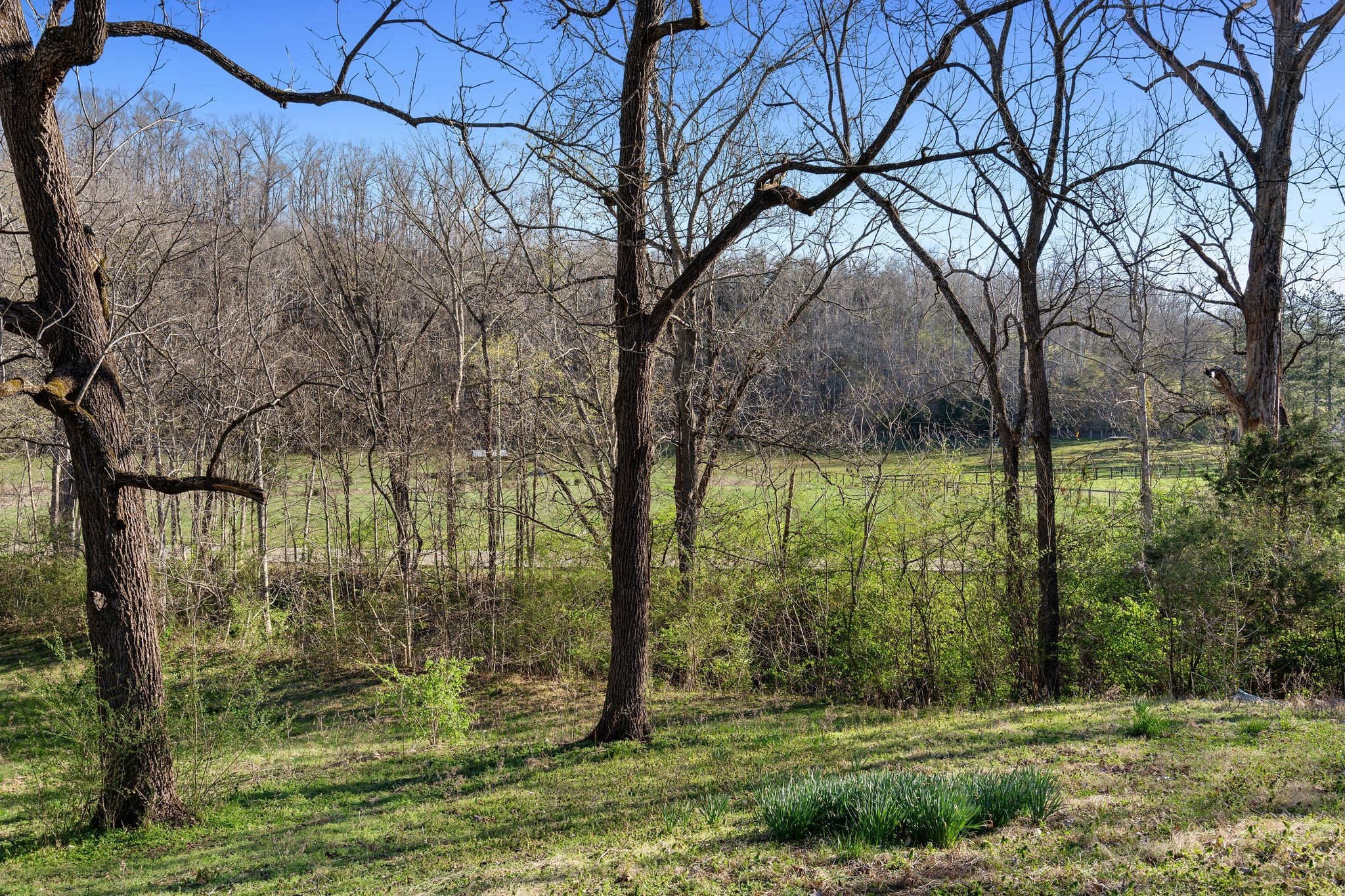 9208 Hester Beasley Road Nashville, TN 37221 - Photo 4 of 5 a view of outdoor space with a garden and trees