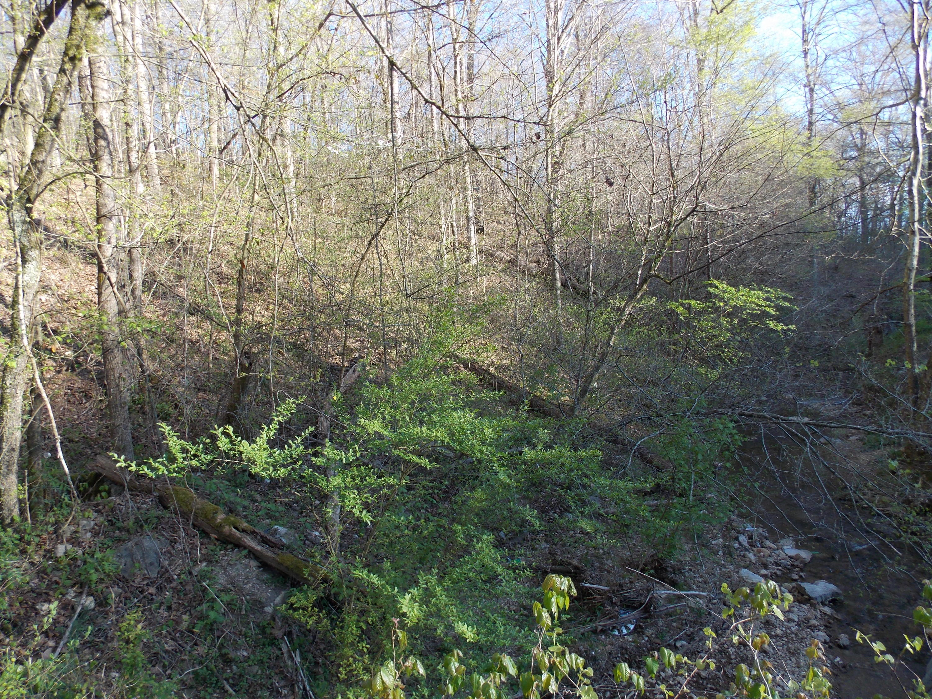 Lot 2 Edwards Hollow Road New Tazewell, TN 37825 - Photo 9 of 12 DSCN4054