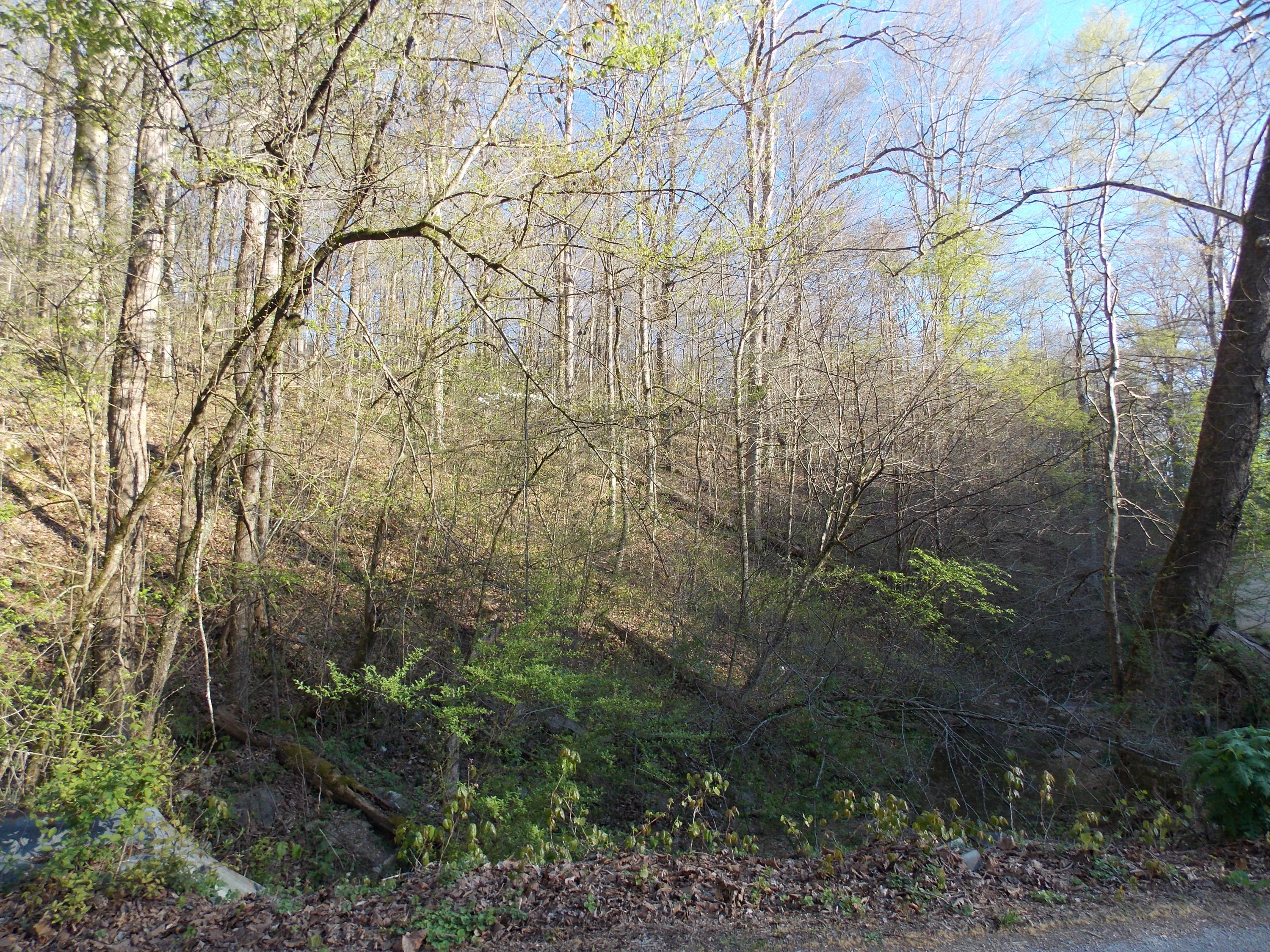 Lot 2 Edwards Hollow Road New Tazewell, TN 37825 - Photo 10 of 12 DSCN4055