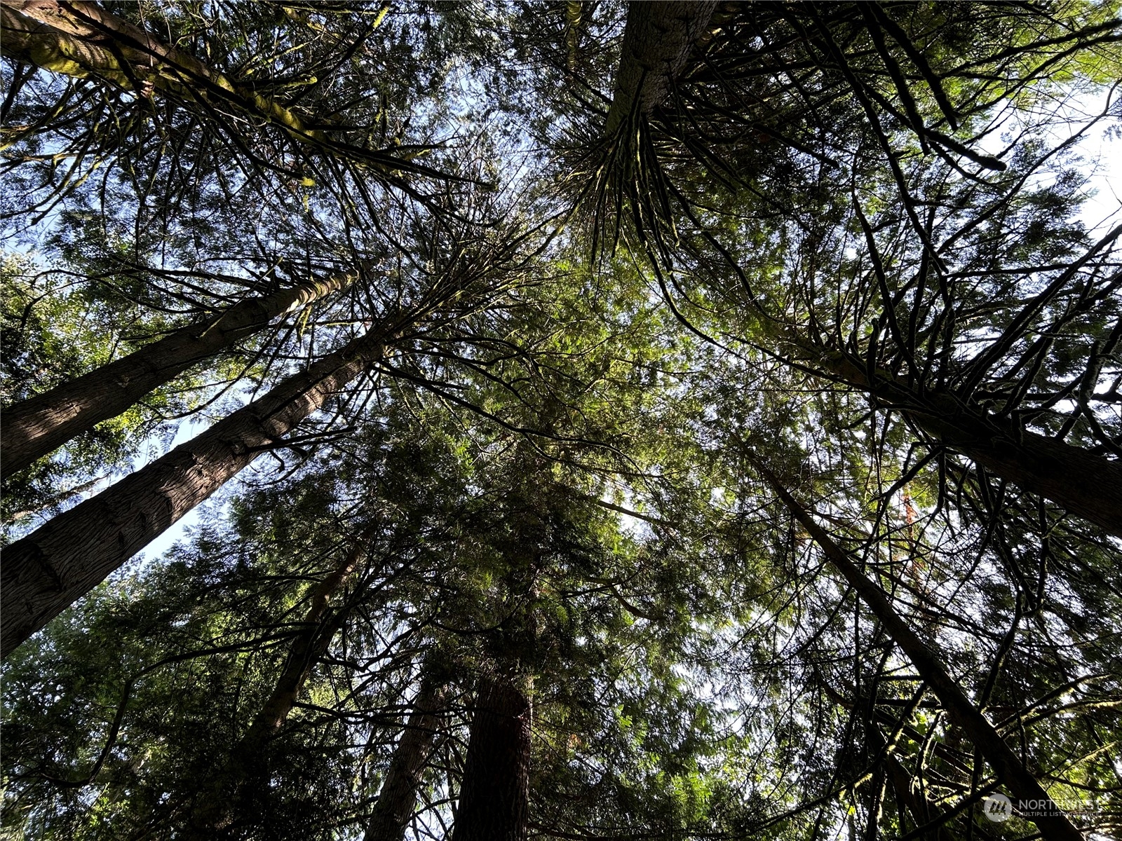 0 Dotson Road Monroe, WA 98272 - Photo 11 of 11 a view of tree