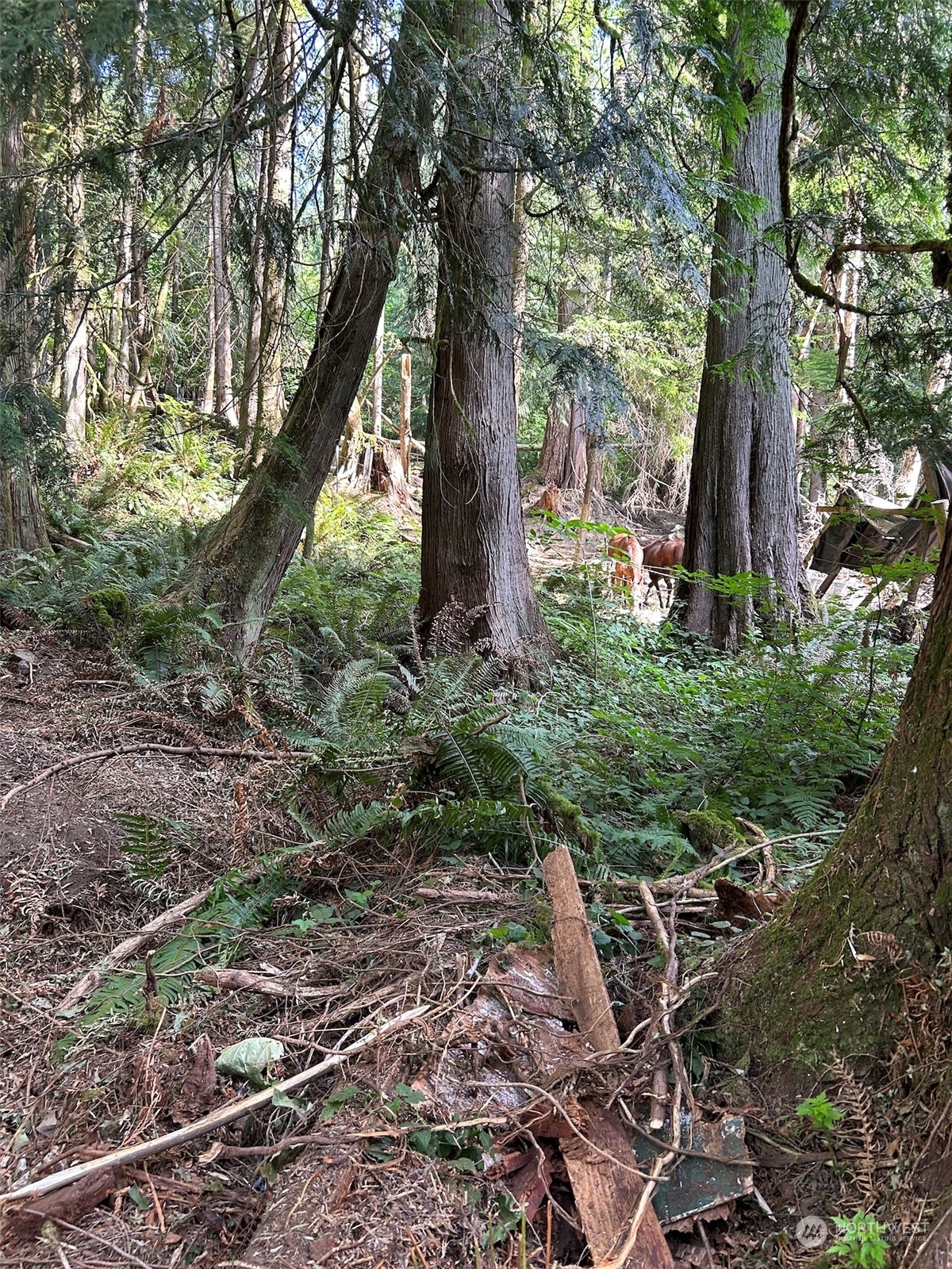 0 Dotson Road Monroe, WA 98272 - Photo 7 of 11 a close up of a tree in a garden