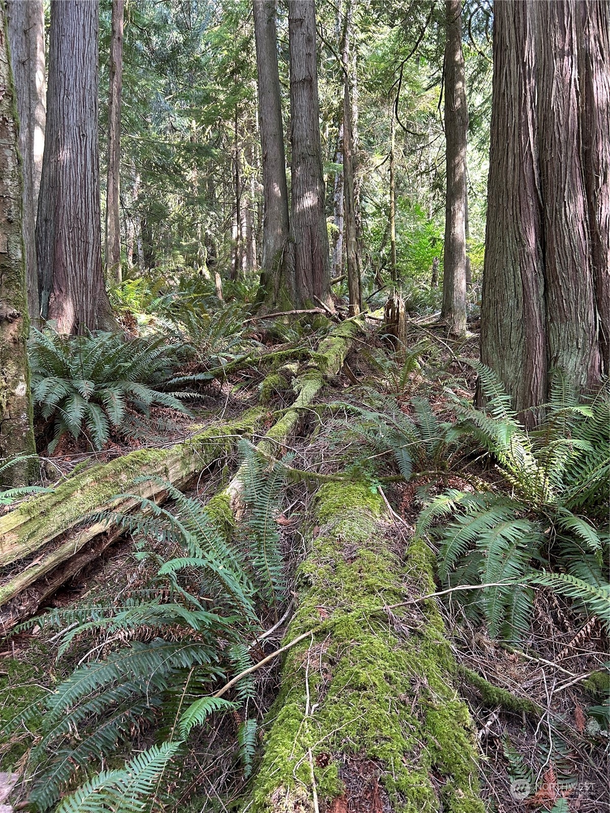 0 Dotson Road Monroe, WA 98272 - Photo 8 of 11 a backyard of a house with lots of green space