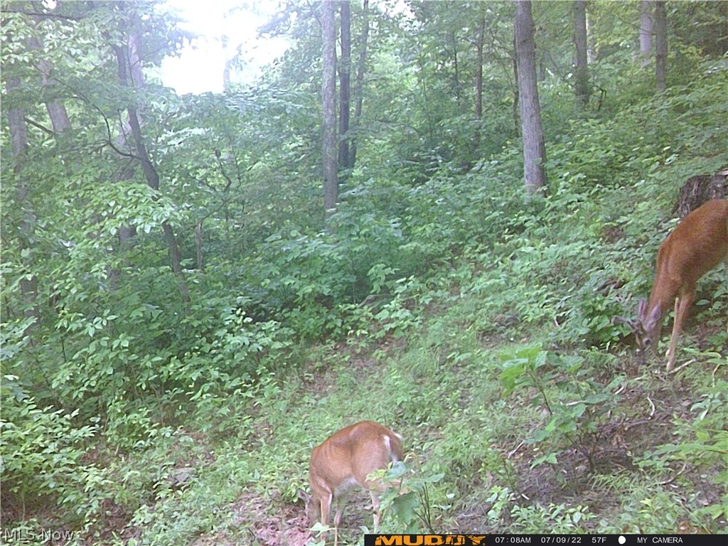 Campbell Road Freeport, OH 43973 - Photo 30 of 33 Gallery Image 30
