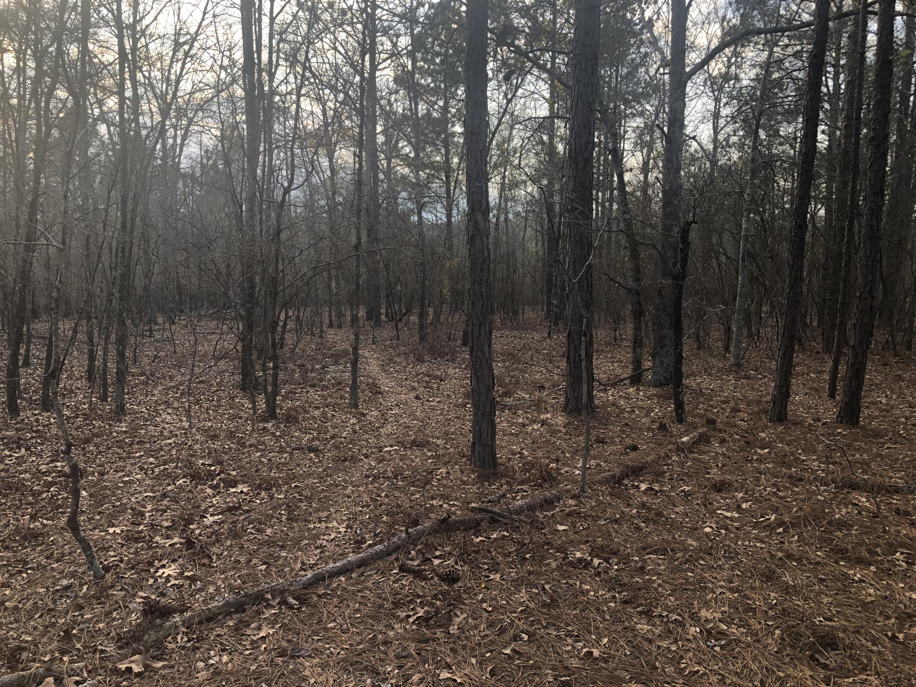 0 Coleman Bridge Road Northeast Aiken, SC 29801 - Photo 4 of 7