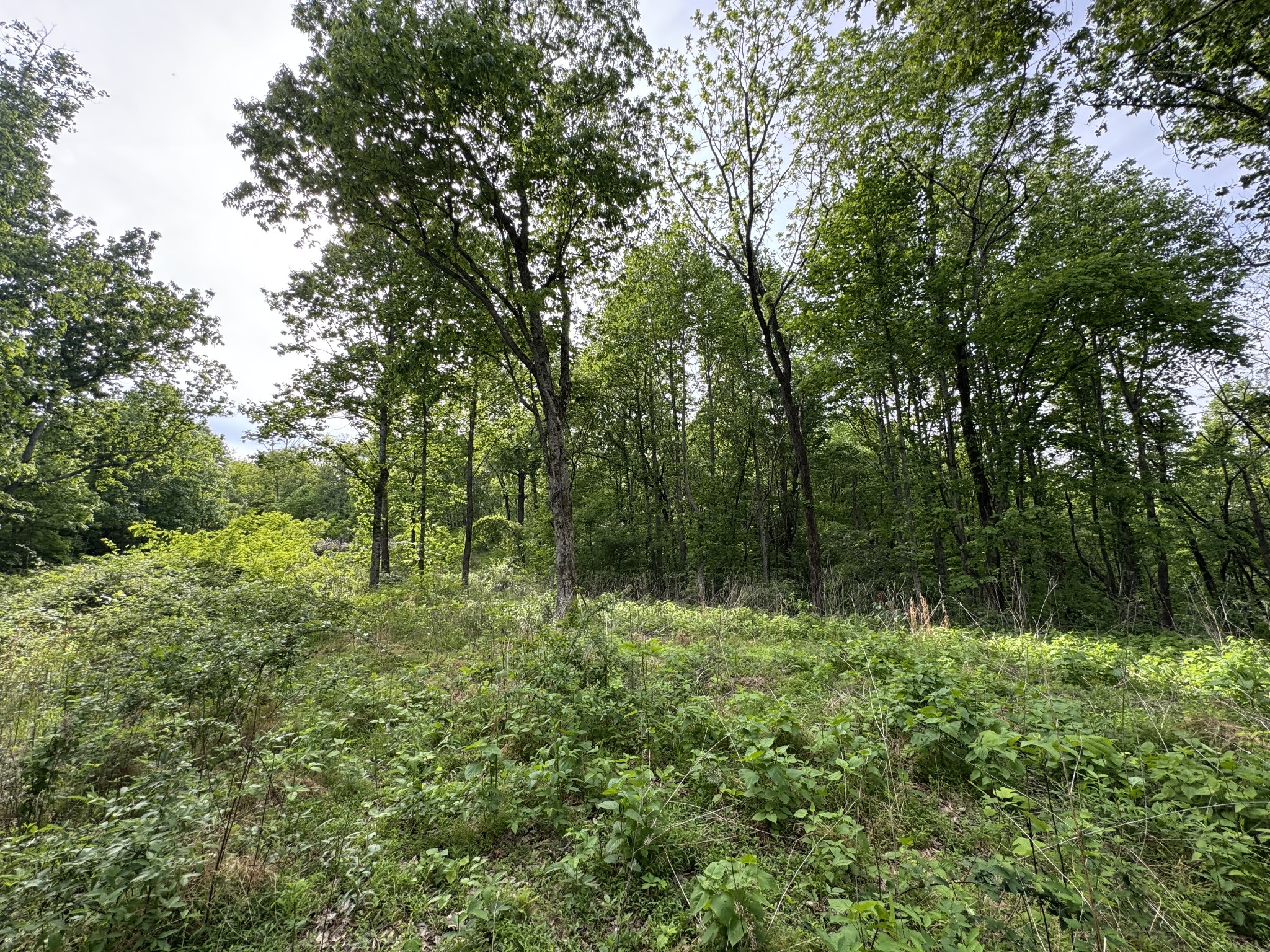 0 Bethel Road Prospect, TN 38477 - Photo 20 of 29 Gallery Image 20