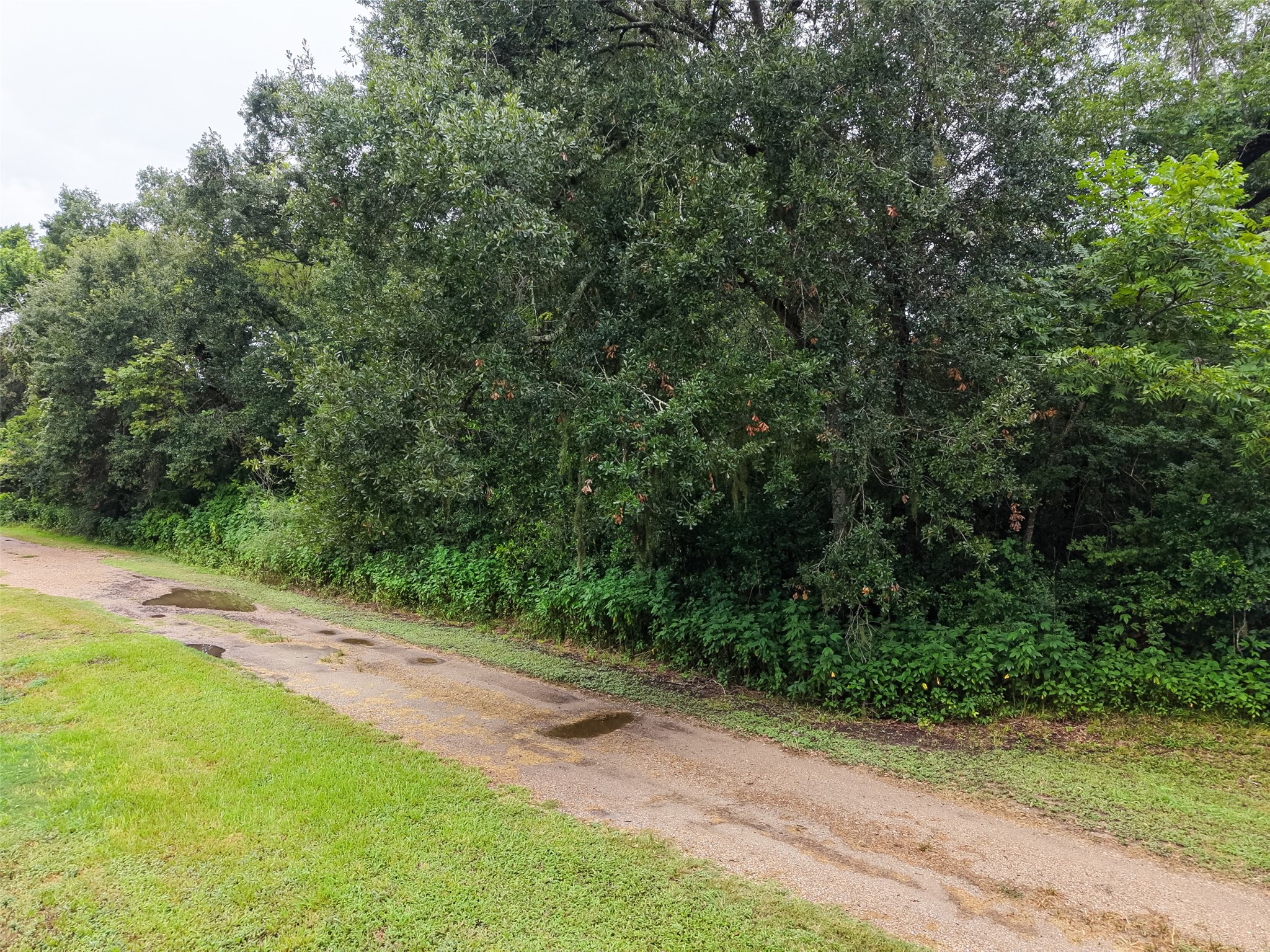 0 Pine Street Rosharon, TX 77583 - Photo 2 of 11 Road Frontage
Mature, tree-covered homesite with road frontage, offering privacy and a peaceful country setting.