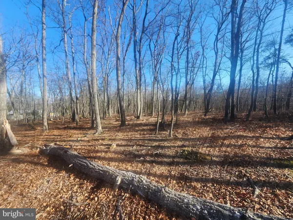 a view of a backyard with trees