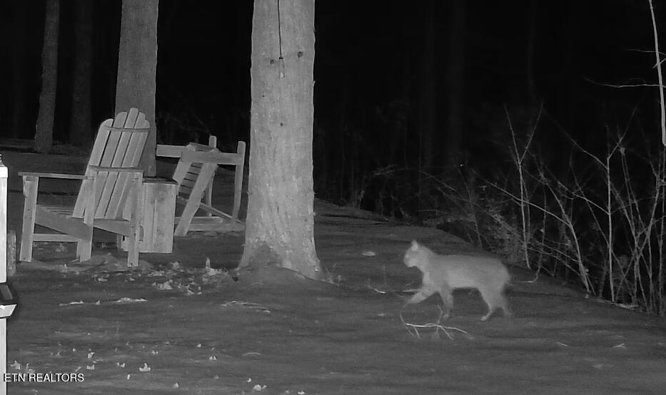1011 Carrs Creek Road Townsend, TN 37882 - Photo 12 of 13 Bob Cat