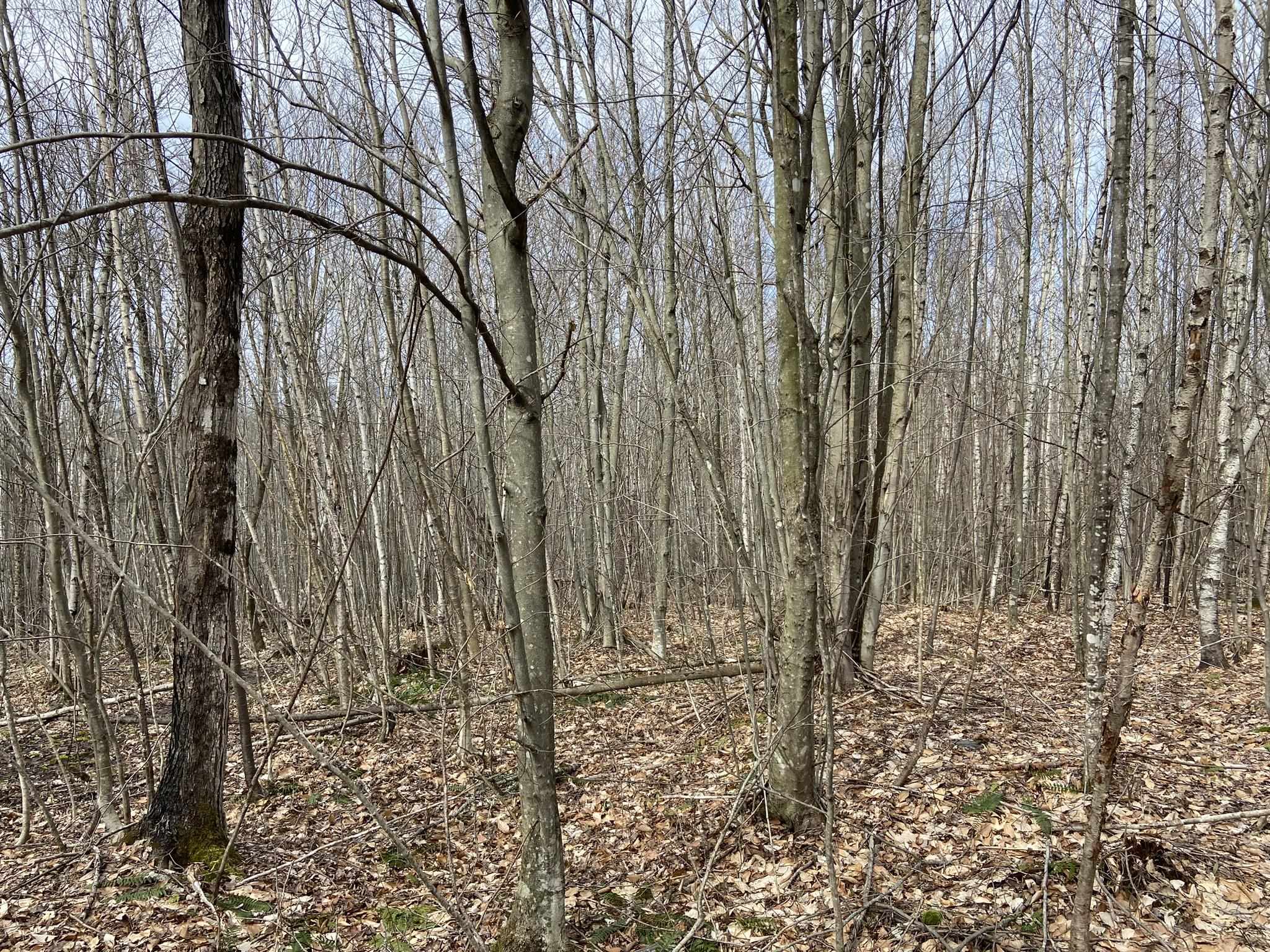 0 Leclair Road Concord, VT 05824 - Photo 11 of 30