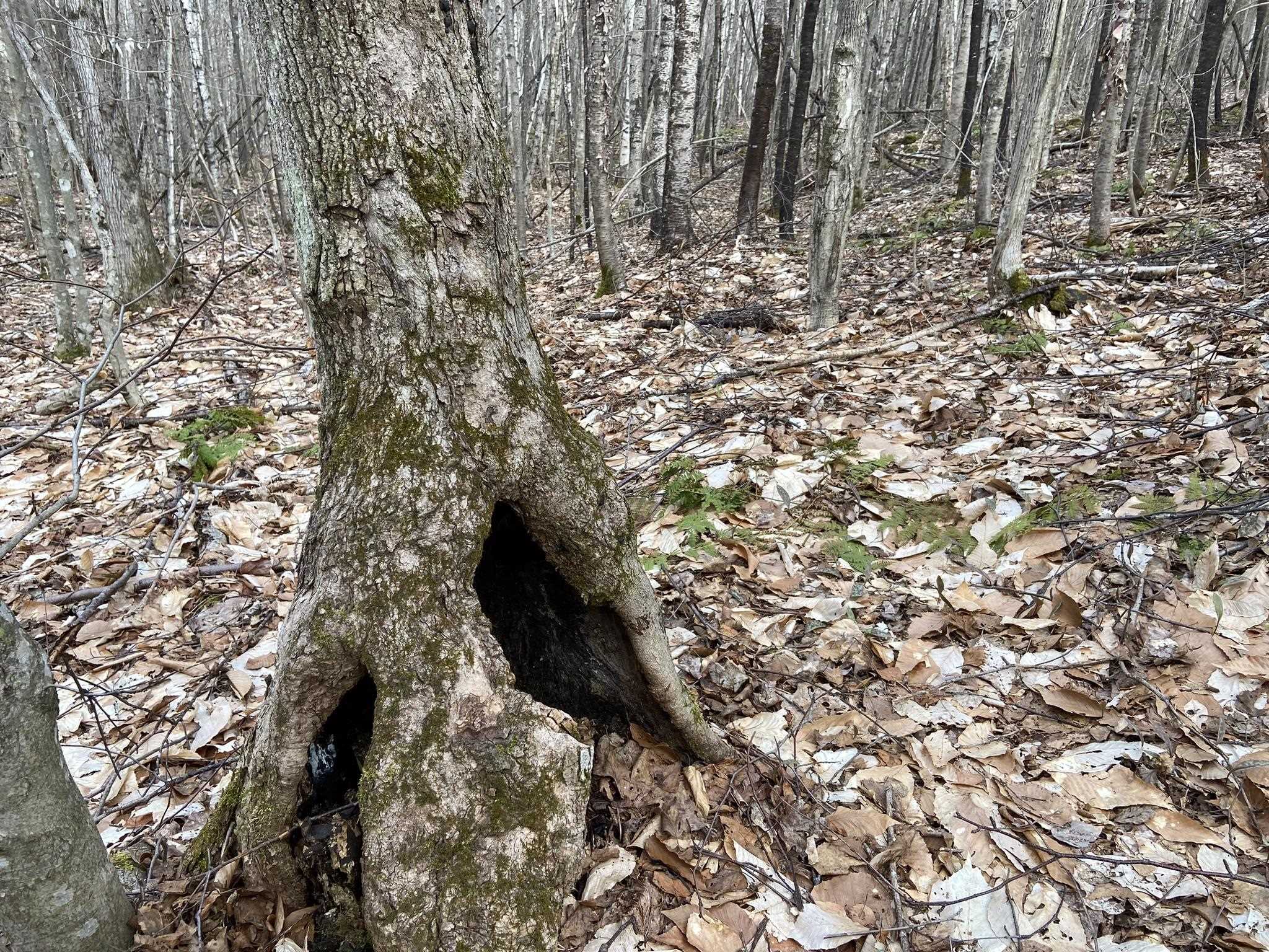 0 Leclair Road Concord, VT 05824 - Photo 12 of 30