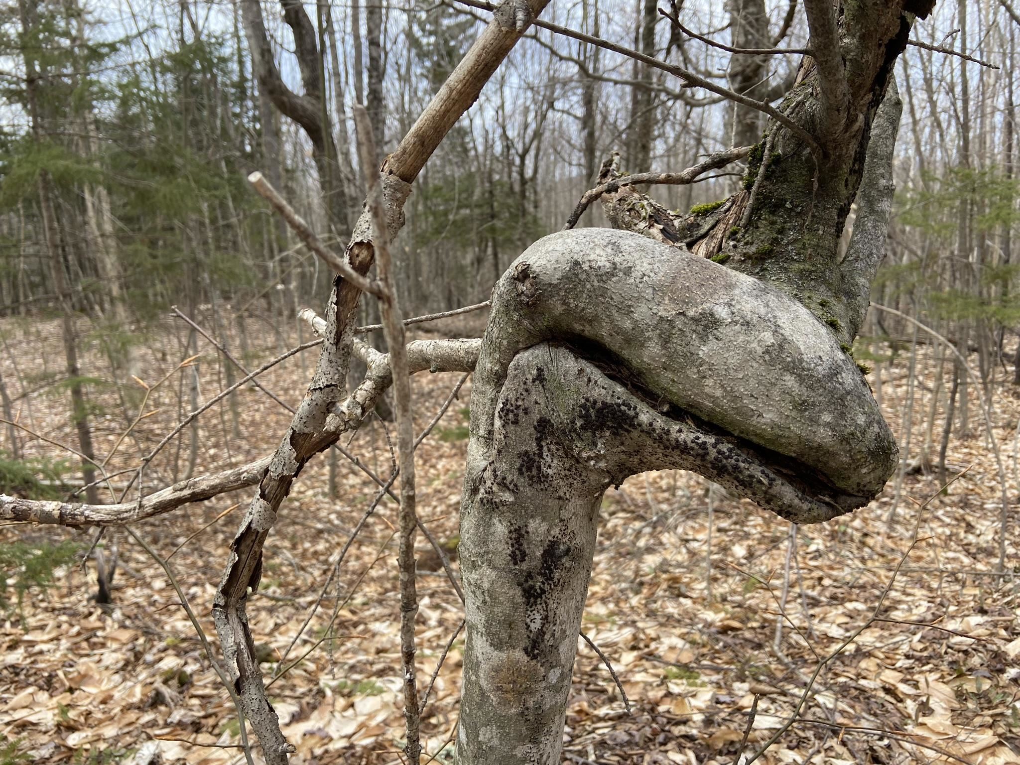 0 Leclair Road Concord, VT 05824 - Photo 30 of 30