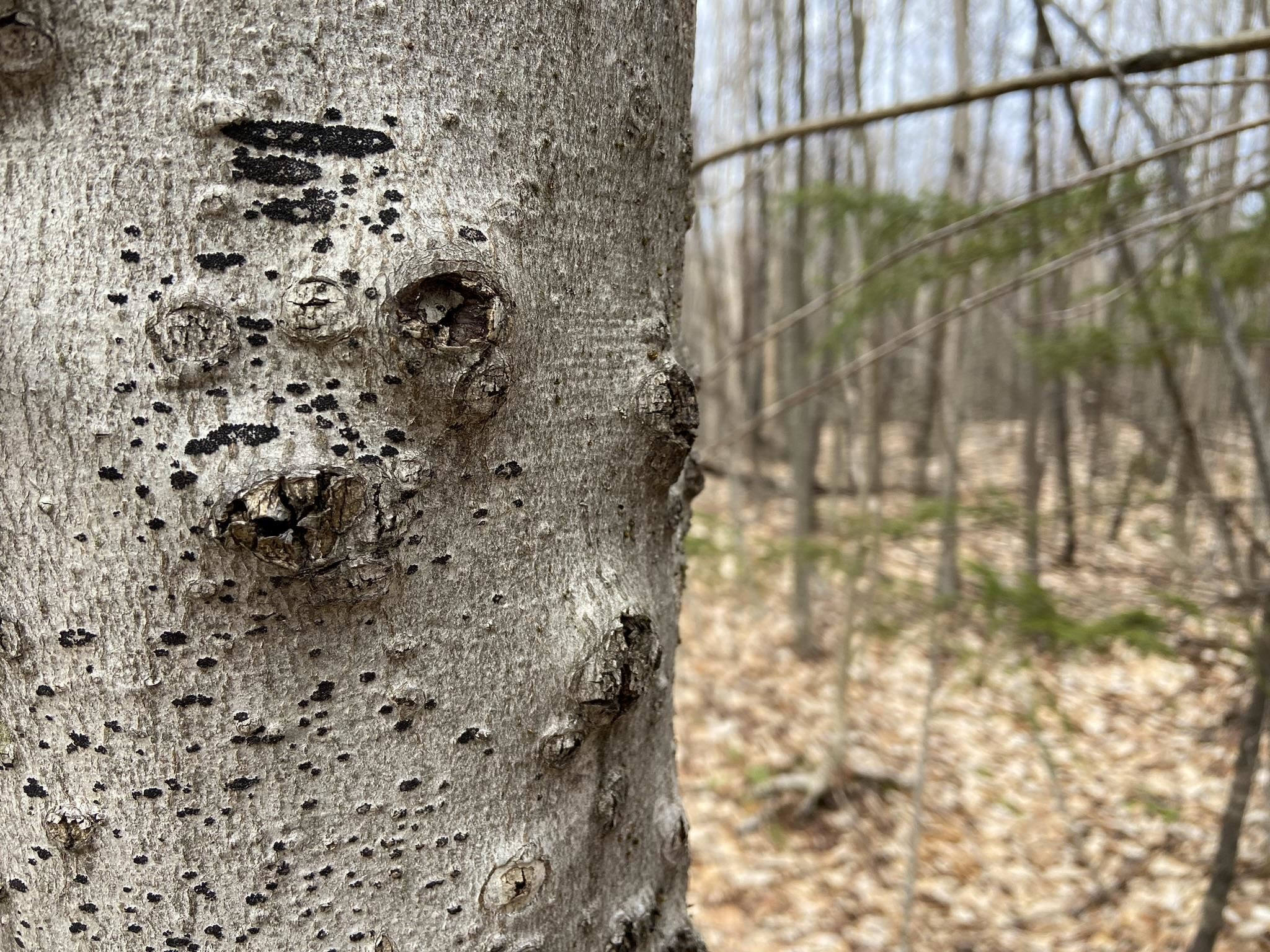 0 Leclair Road Concord, VT 05824 - Photo 3 of 30
